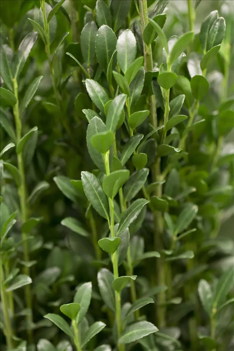 Ilex crenata 'Caroline Upright' Berg-Ilex 'Caroline Upright'