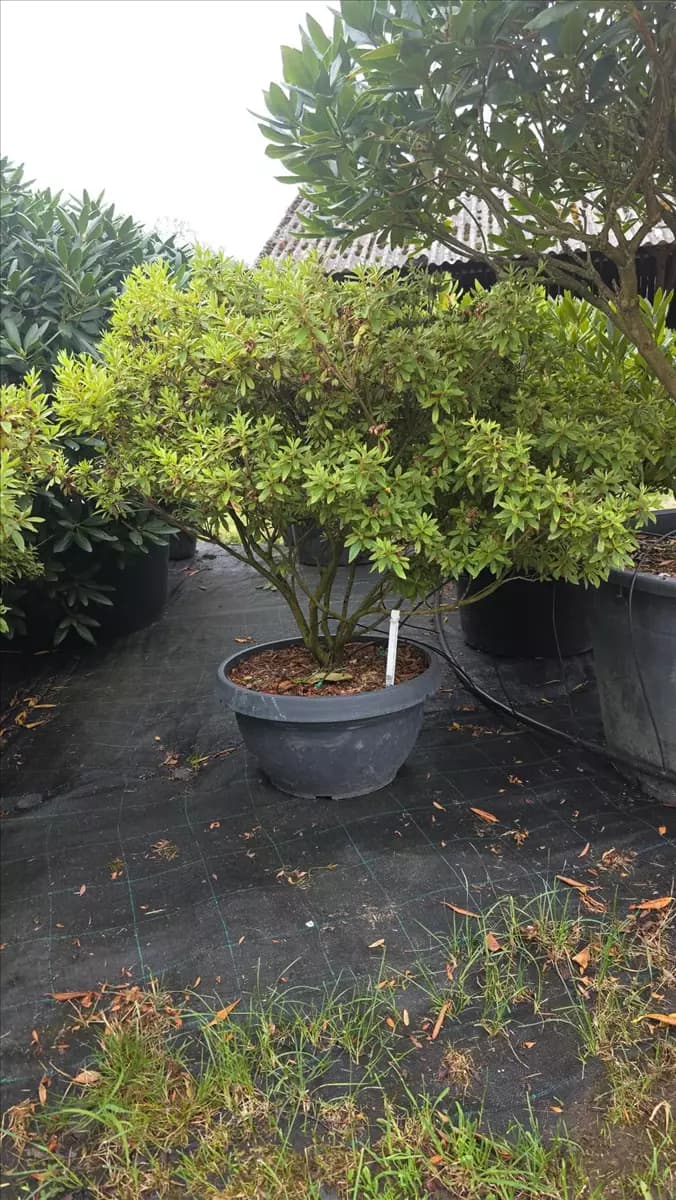 Azalea satsuki 'macrosepalum Seigahia'
