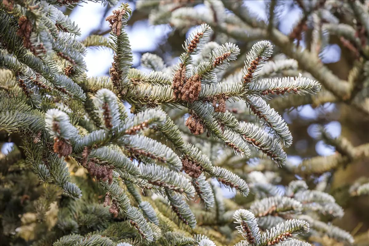 Abies koreana Koreatanne