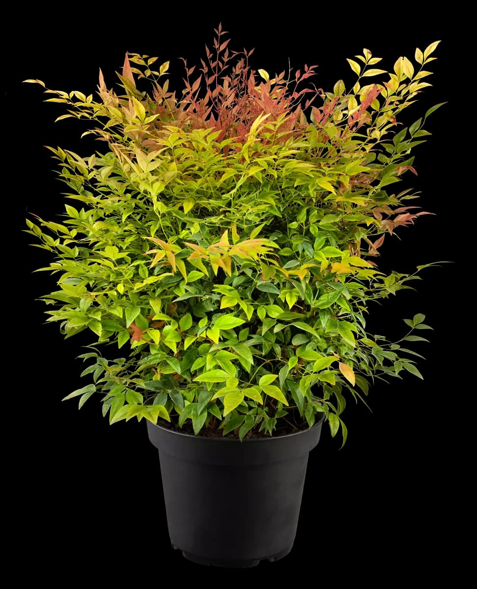 Nandina domestica 'Gulf Stream' Heiliger Bambus