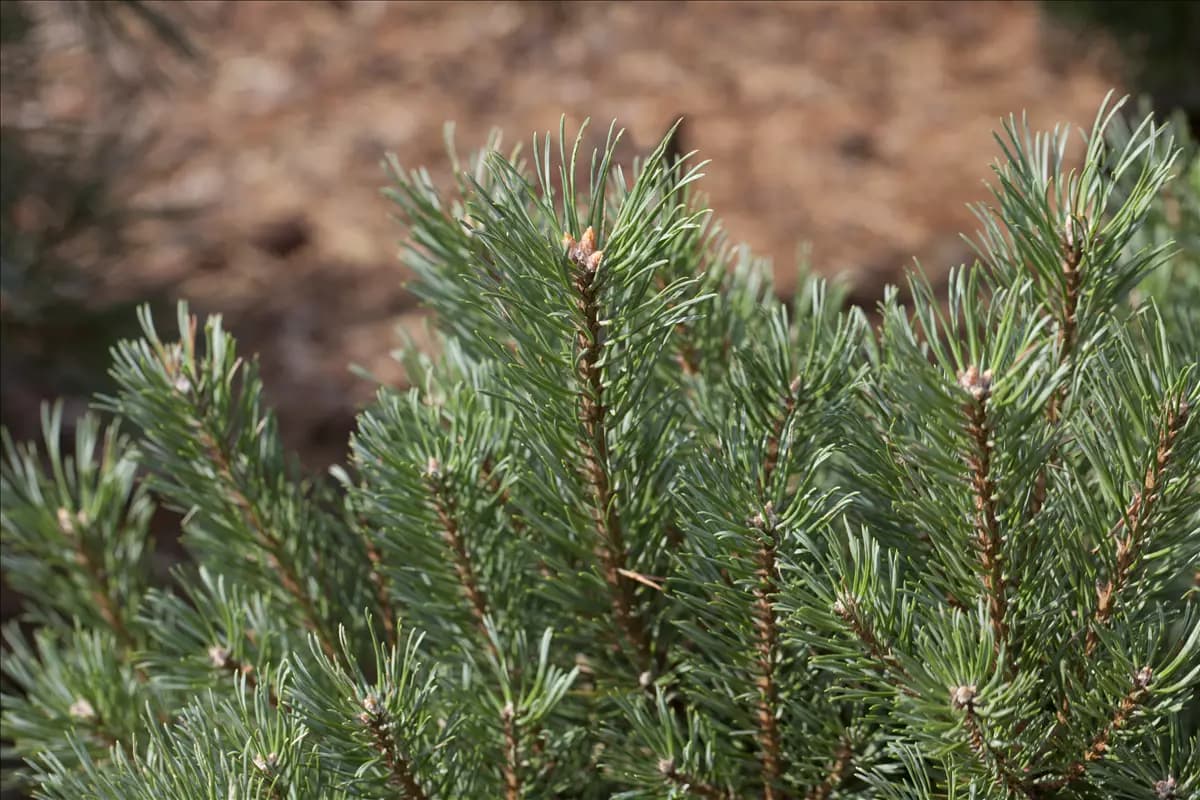 Pinus sylvestris - Nadeln - Koniferen Kiefer