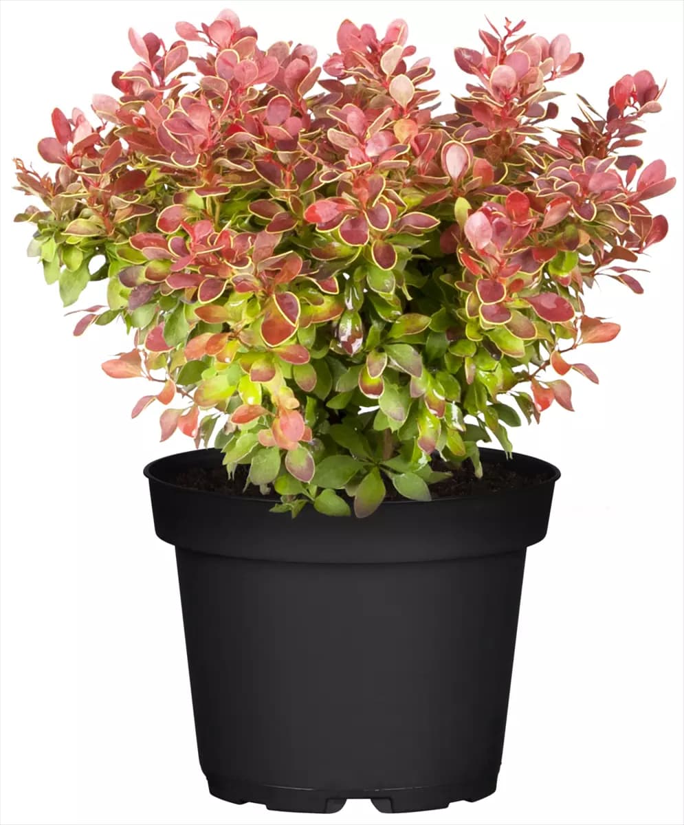 Berberis thunbergii 'Admiration'  -S- Berberitze
