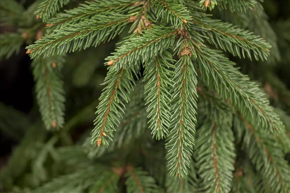 Picea abies 'Inversa' Trauer-Hängefichte