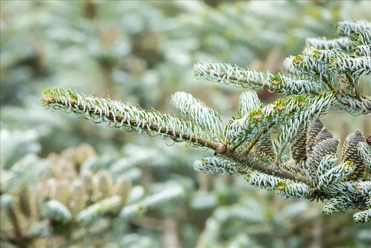 Abies koreana 'Silberlocke' Koreatanne 'Silberlocke'