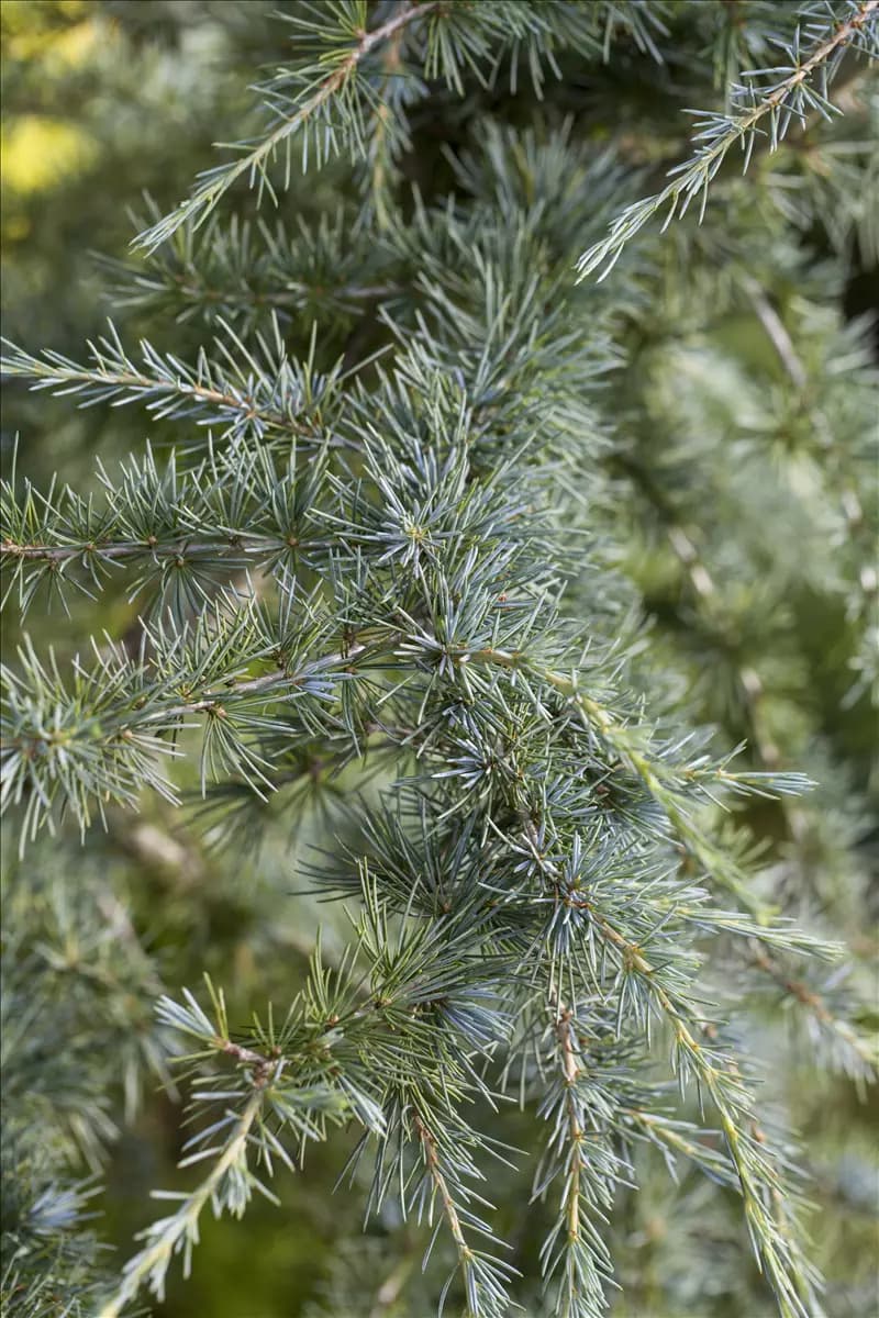 Cedrus deodara Himalaya-Zeder