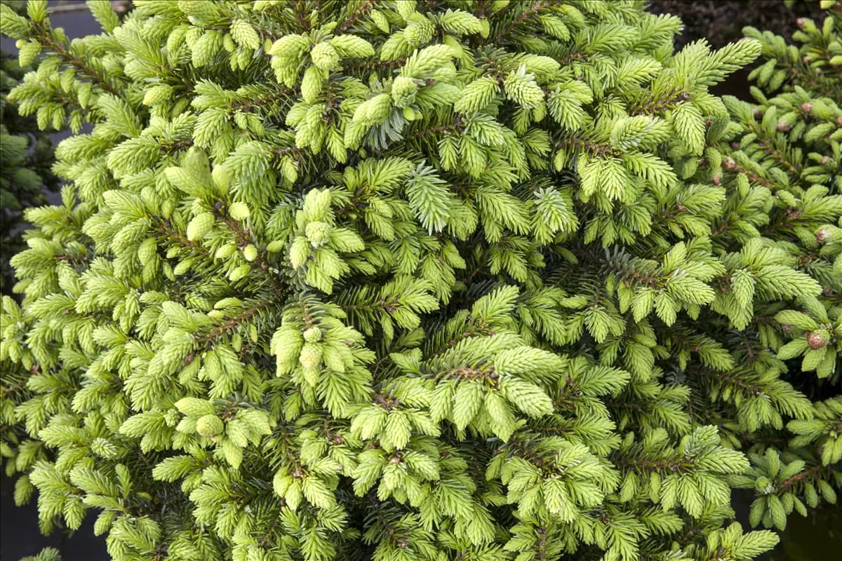 Picea omorika 'Nana' Serbische Kegelfichte