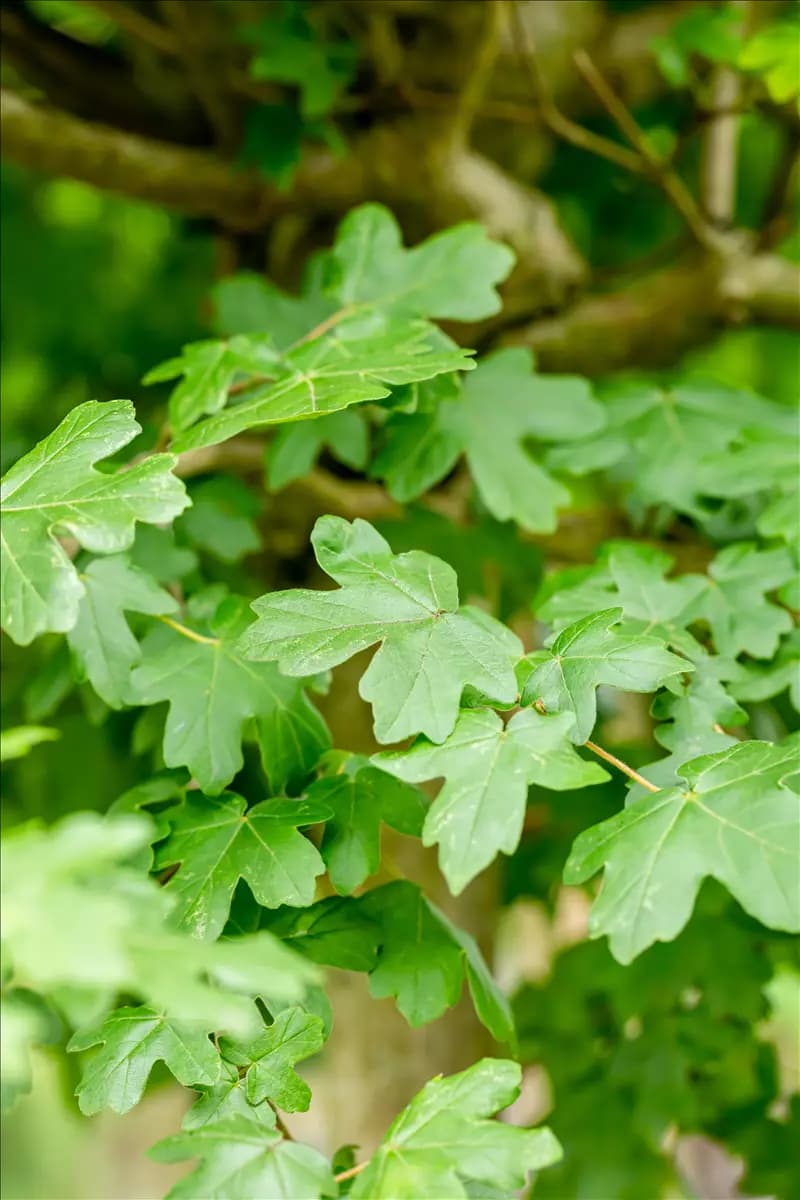 Acer campestre 'Nanum' Kugel-Feldahorn