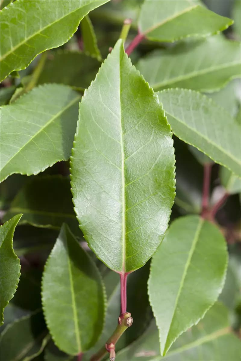 Prunus lusitanica 'Angustifolia' - Formgehölze Portug.Lorbeerkirsche 'Angustifolia'