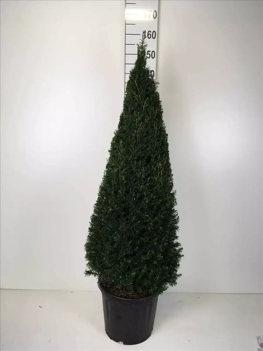 Taxus baccata - Formgehölze Heimische Eibe