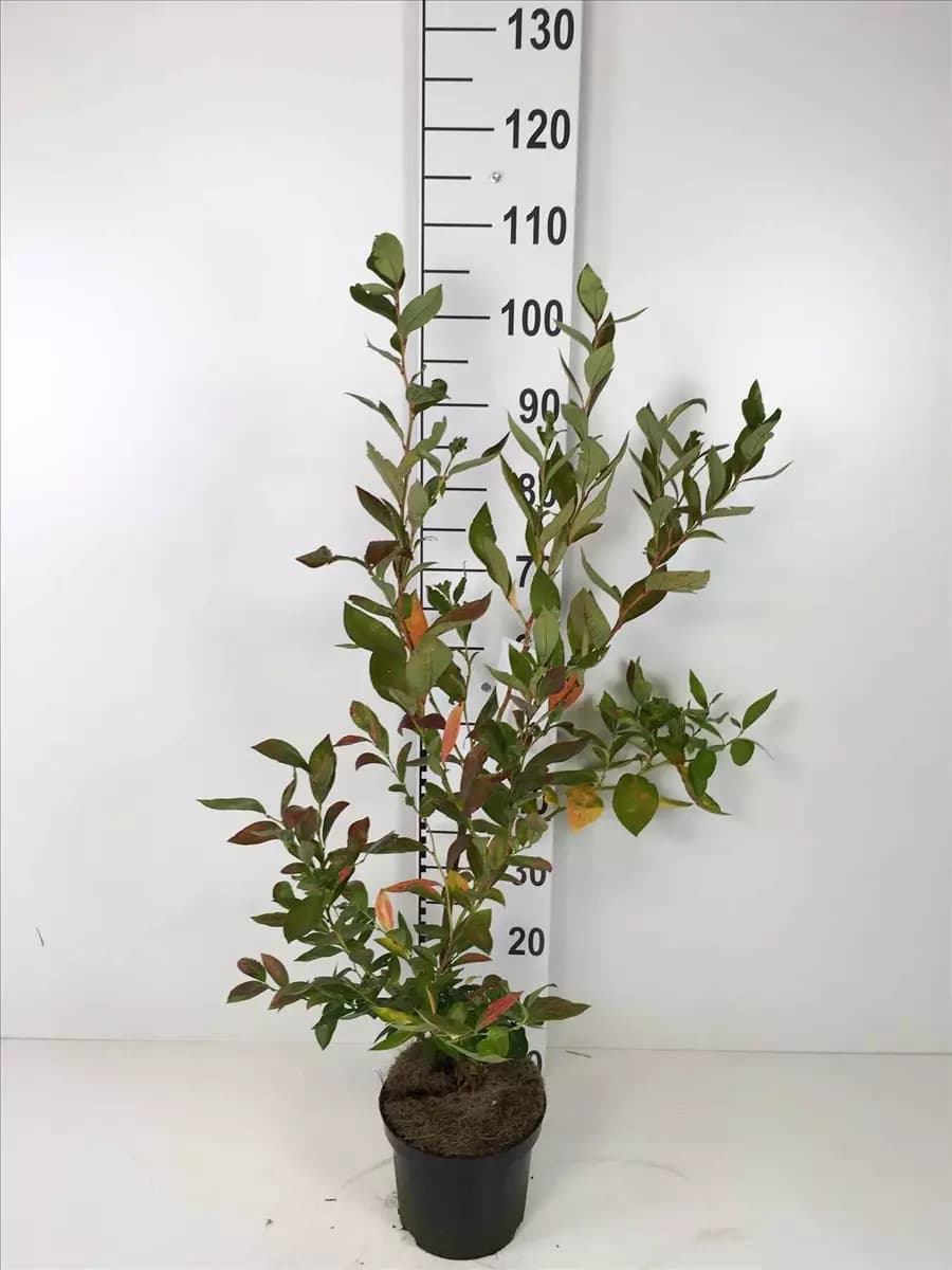 Vaccinium corymb.'Goldtraube 23' Heidelbeere 'Goldtraube 23'