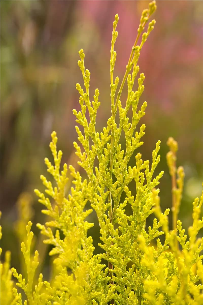 Chamaecyparis laws.'Ivonne' Gartenzypresse 'Ivonne'