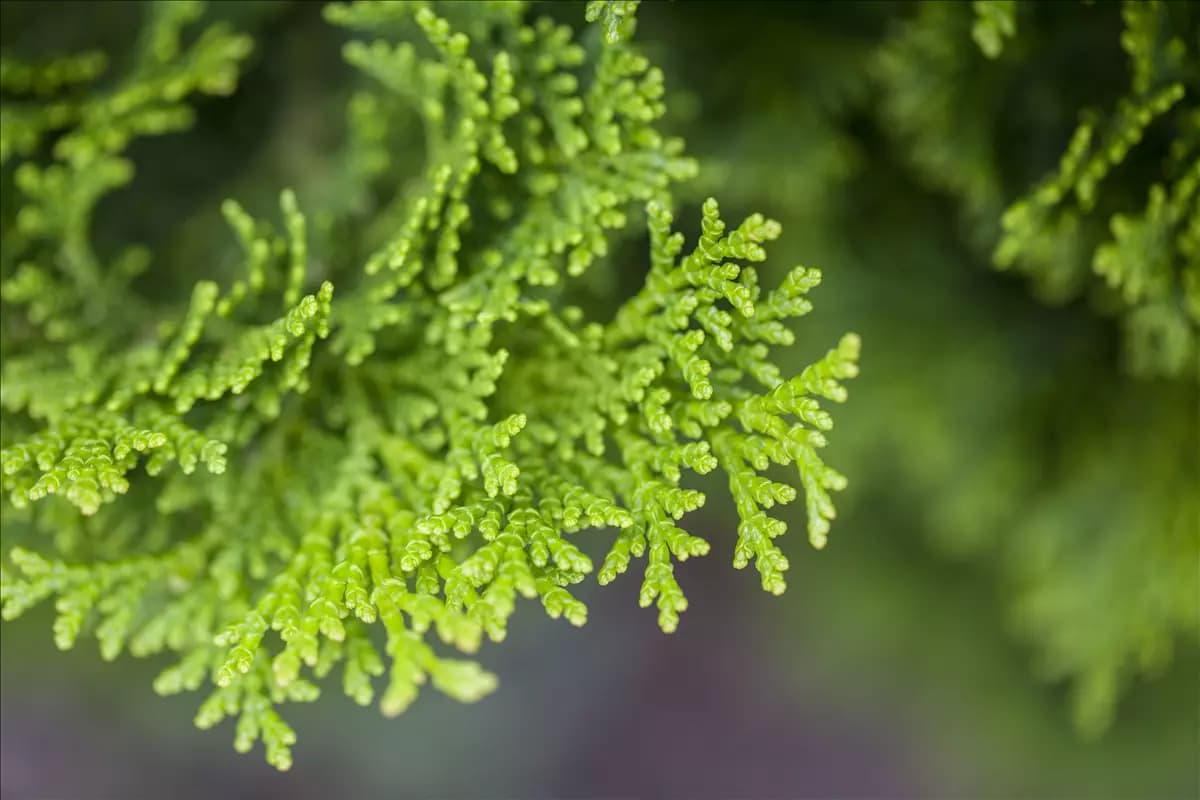 Chamaecyparis obtusa 'Nana Gracilis' Kleine Muschelzypresse 'Nana Gracilis'