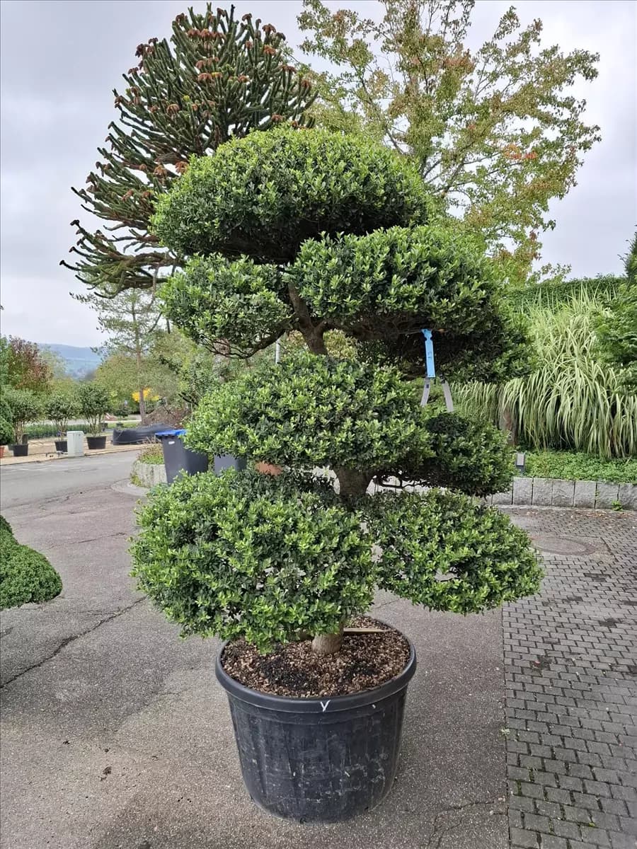 Ilex crenata 'Convexa' - Bonsai Löffel-Ilex
