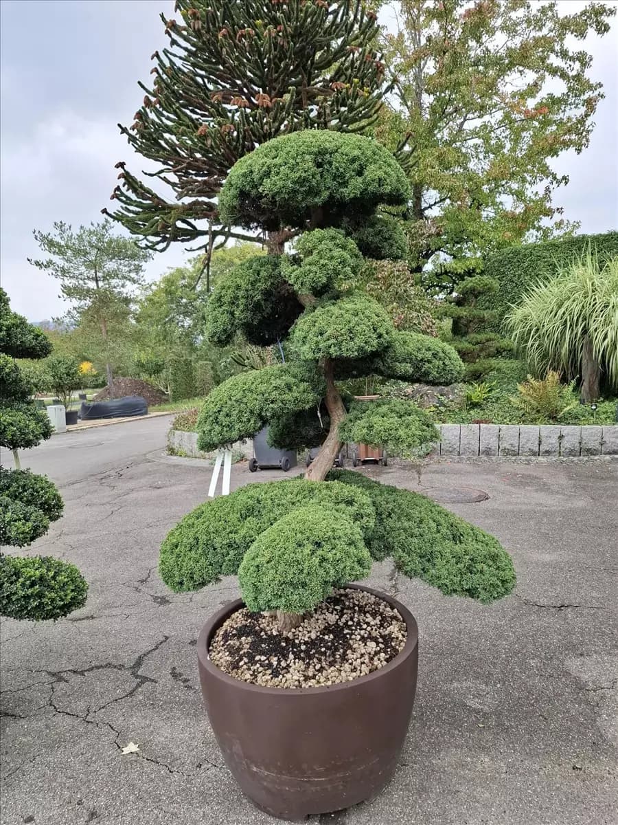Juniperus chinensis 'Hitoigawa'