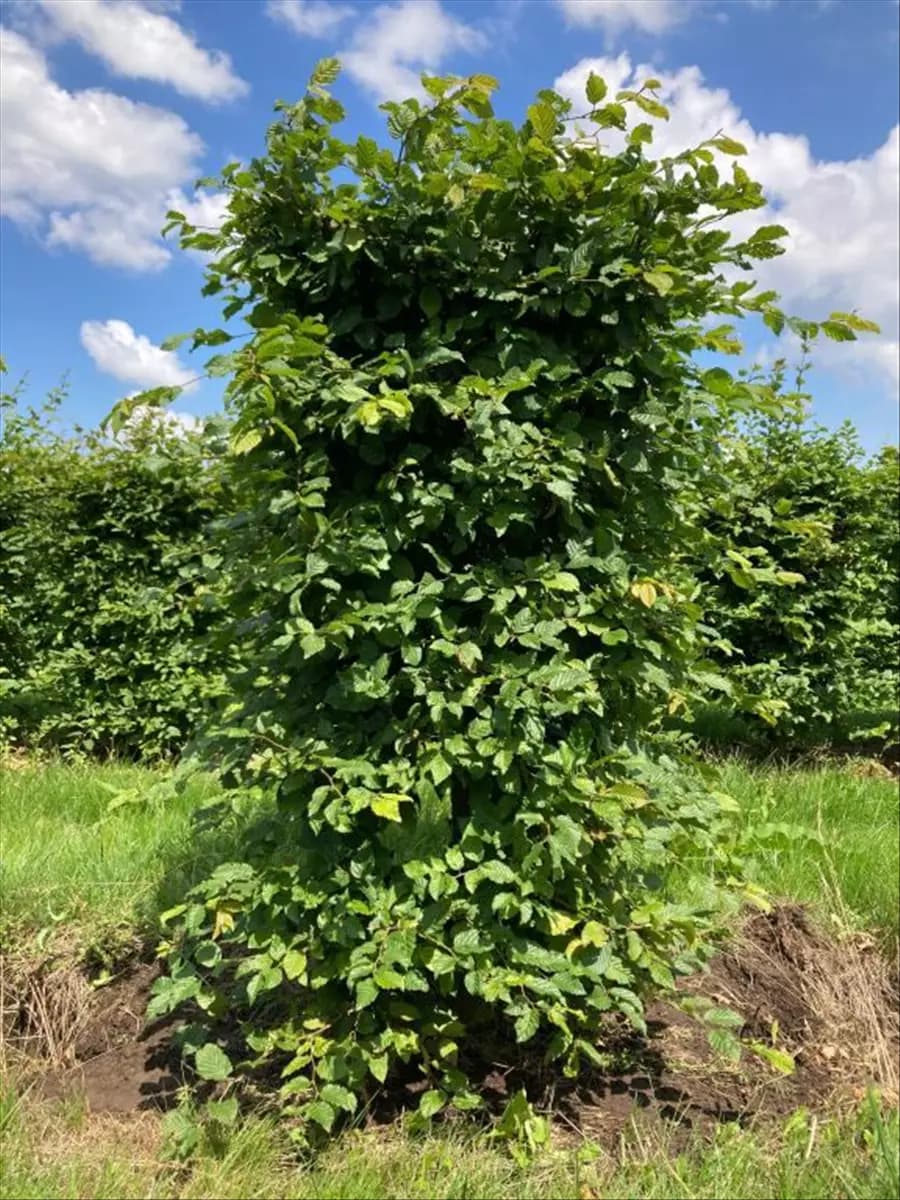 Carpinus betulus - Formgehölze Hainbuche,Weißbuche