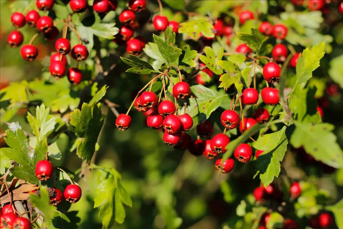 Crataegus monogyna - Wildgehölze Eingriffeliger Weißdorn