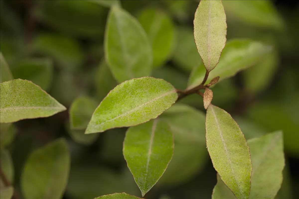 Elaeagnus ebbingei - Mediterranes Wintergrüne Ölweide