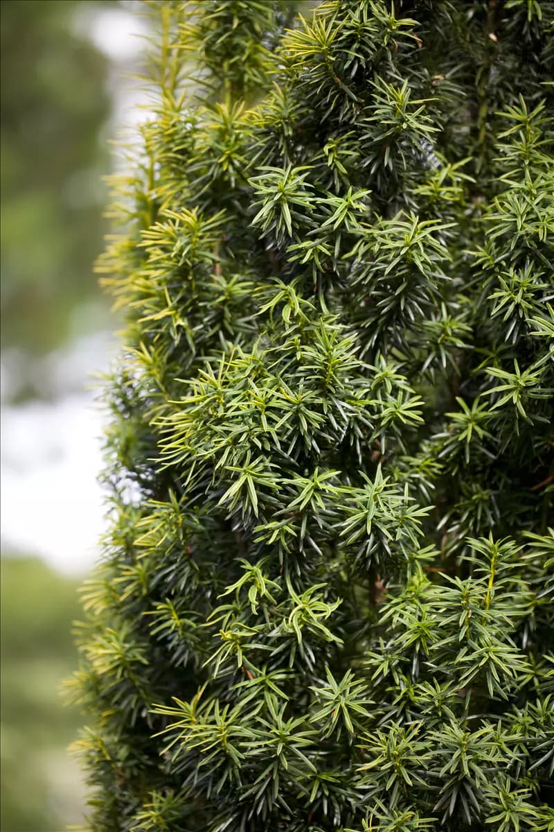 Taxus baccata - Formgehölze Heimische Eibe