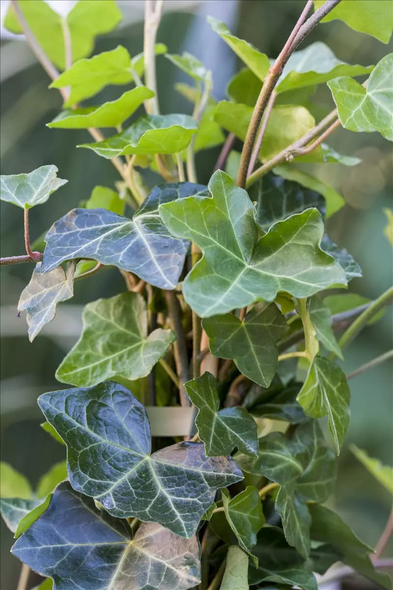 Hedera hibernica - Kletterpflanzen Efeu