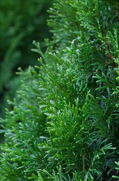 Thuja occidentalis 'Smaragd'