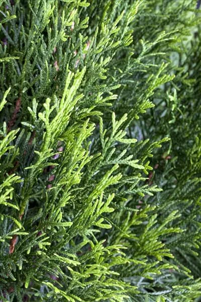 Thuja occidentalis 'Smaragd'