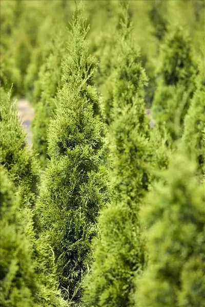 Thuja occidentalis 'Smaragd'
