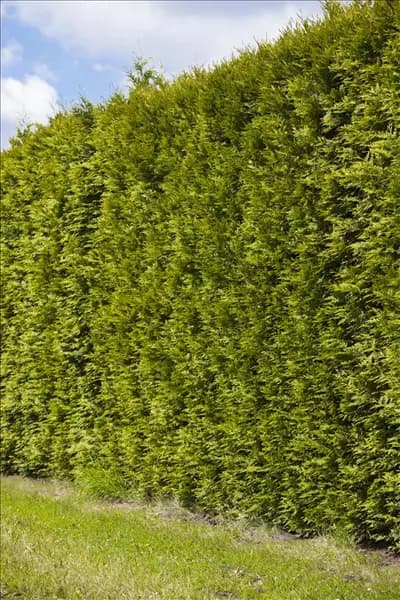 Thuja occidentalis 'Smaragd'