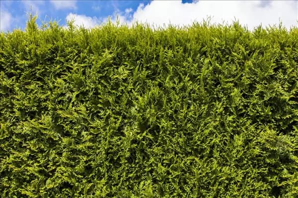 Thuja occidentalis 'Smaragd'