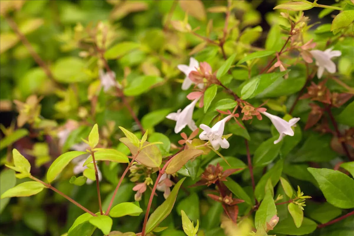 Abelia grandiflora - Formgehölze Großblütige Abelie