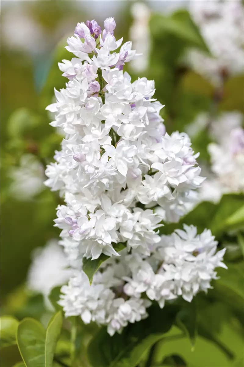Syringa vulg.'Mme Lemoine' - Formgehölze Edelflieder 'Mme Lemoine'