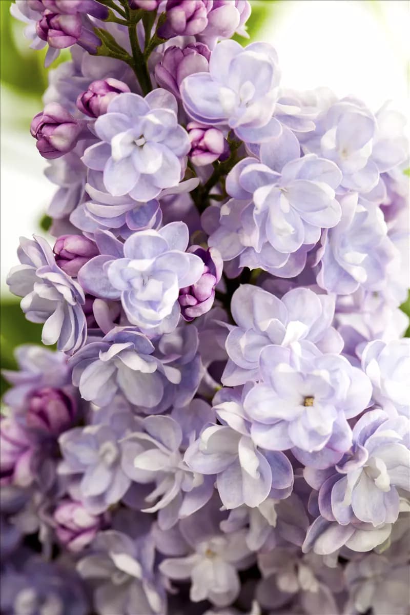 Syringa vulg.'Michel Buchner' - Formgehölze Edelflieder 'Michel Buchner'