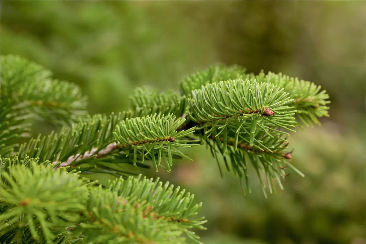Abies nordmanniana Nordmannstanne