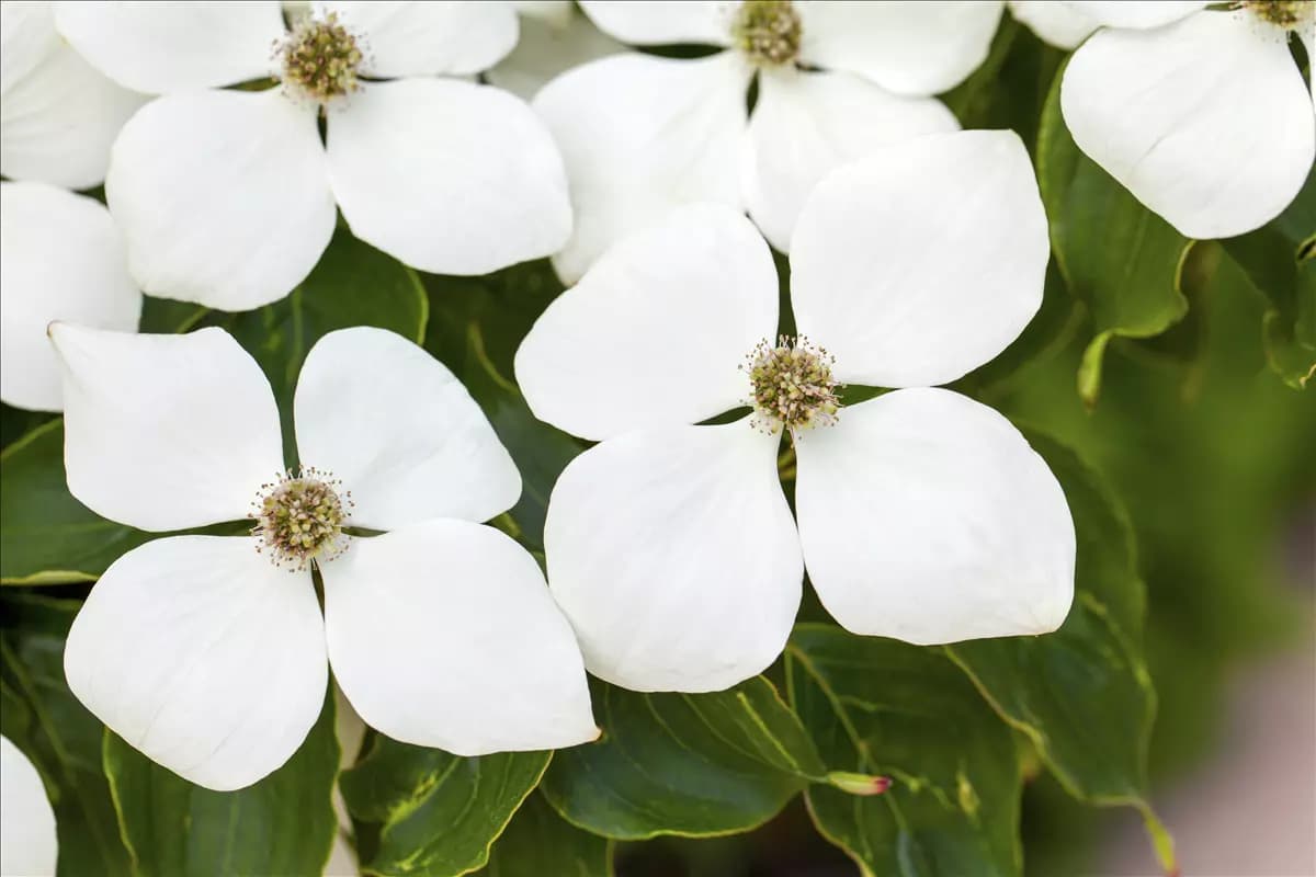 Cornus kousa chinensis 'Weiße Fontaine' Jap. Blumen Hartriegel Weiße Fontaine