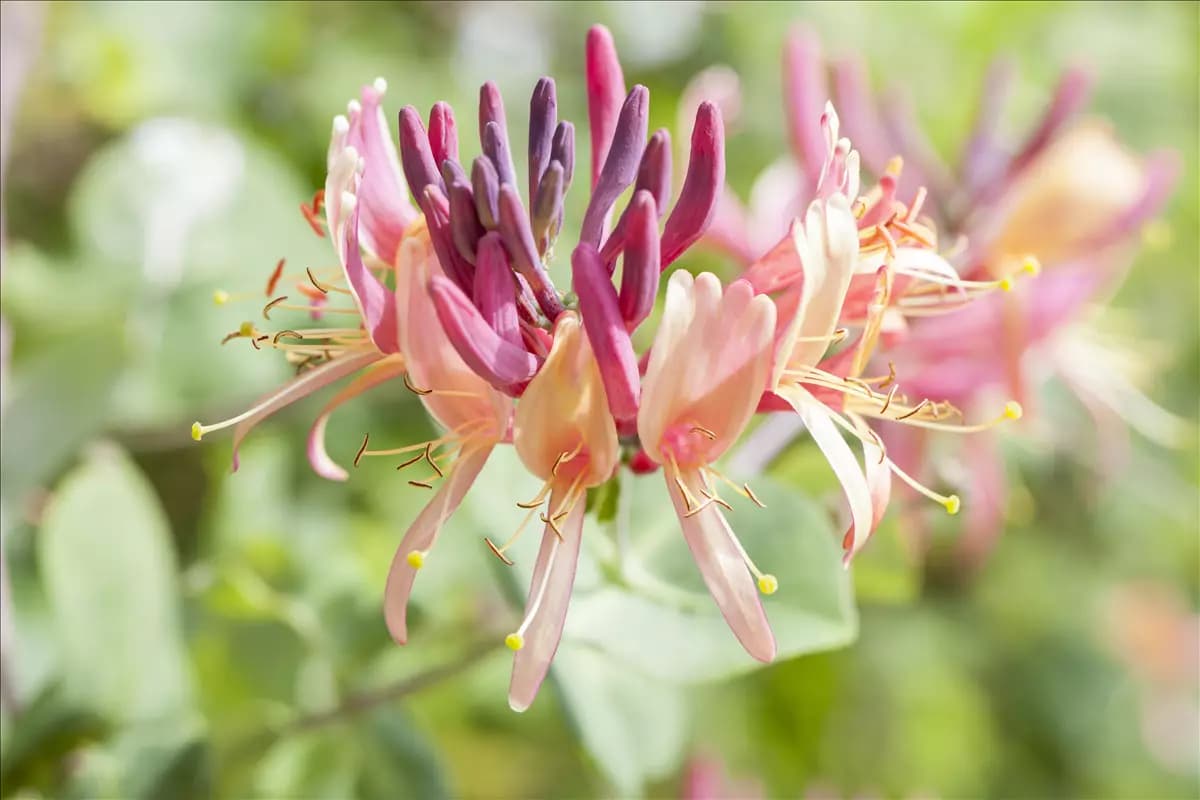 Lonicera periclymenum Wald-Geißschlinge