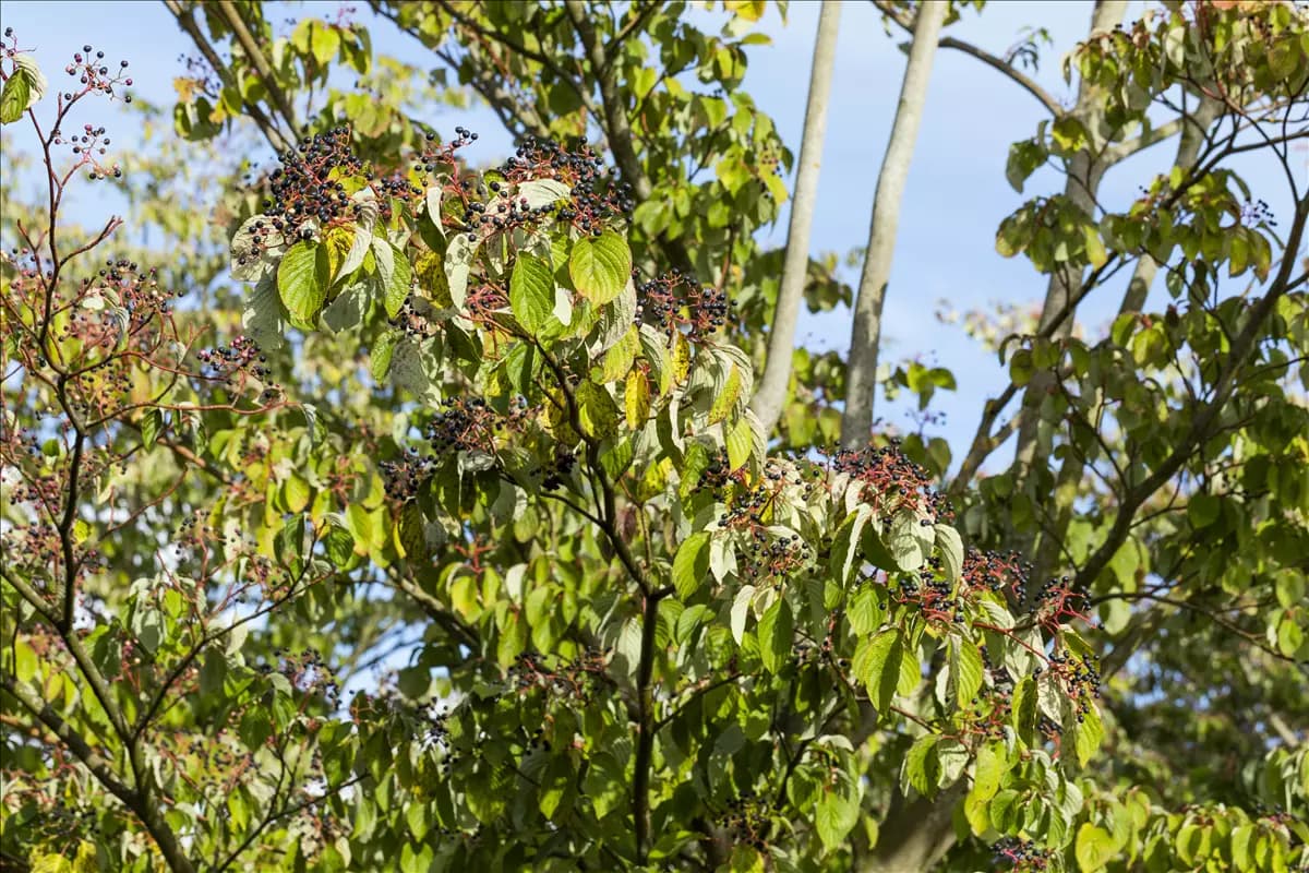 Cornus sanguinea Roter Hartriegel