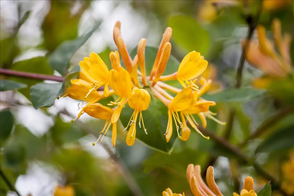 Lonicera tellmanniana Gold-Geißschlinge