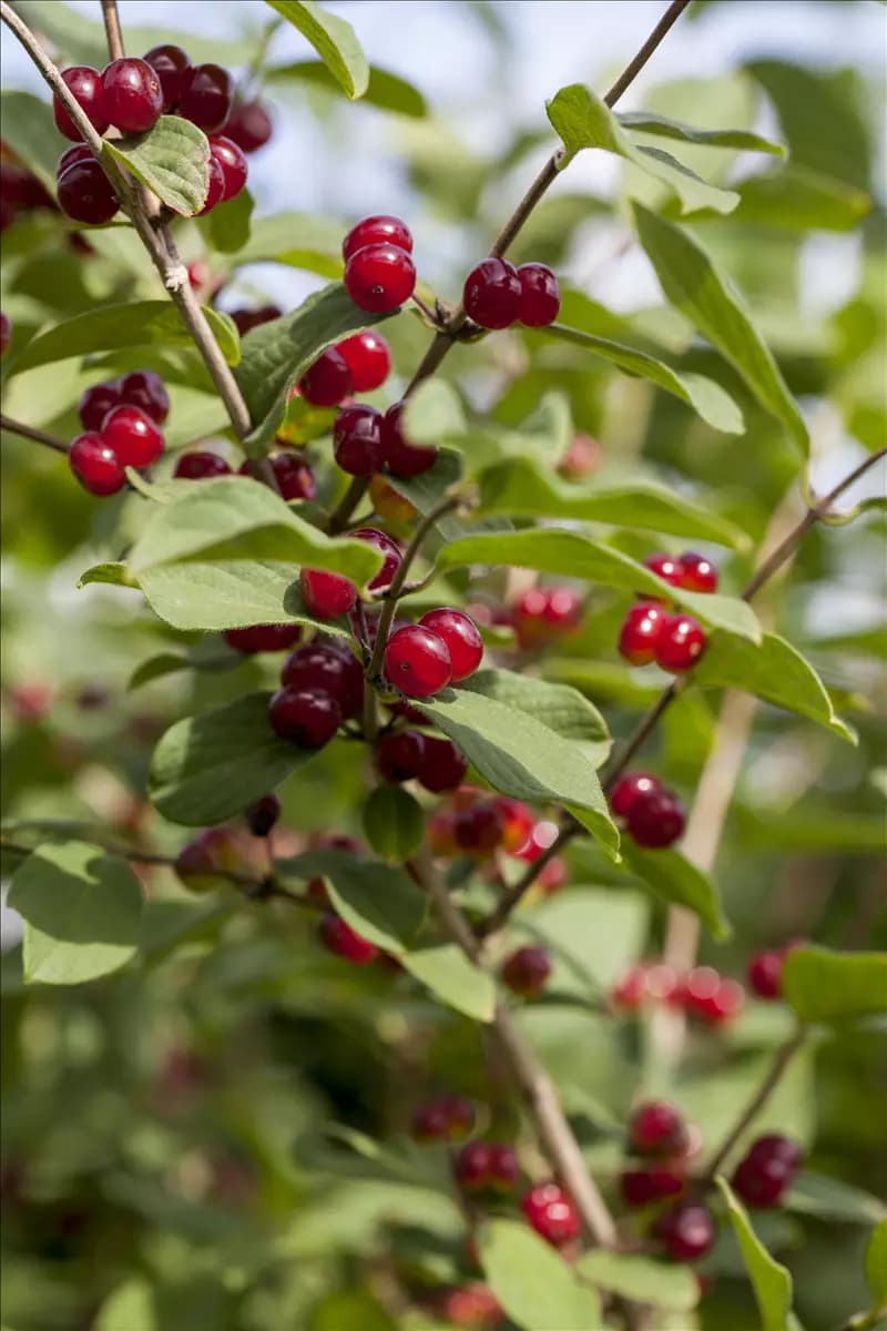 Lonicera xylosteum Gemeine Heckenkirsche