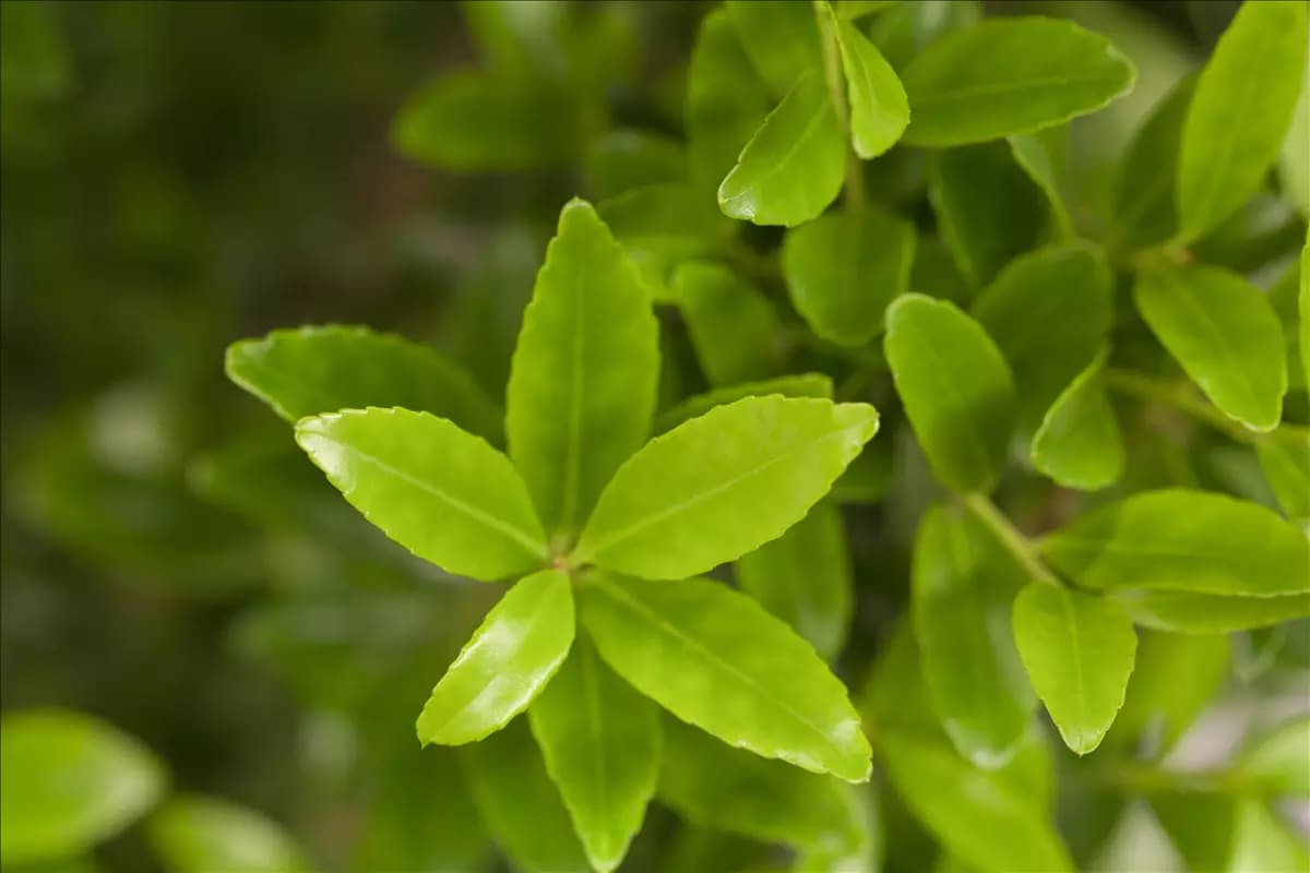 Ilex maximowicziana var. kanehirae Ilex, Stechpalme