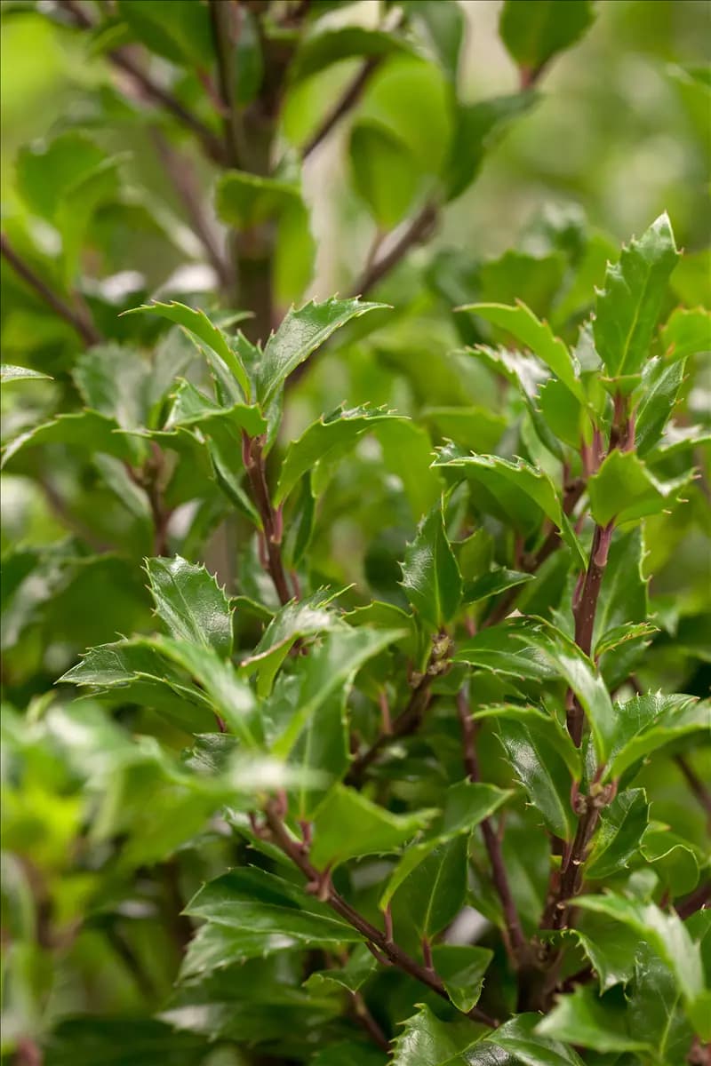Ilex meserveae 'Heckenfee'  -S- Stechpalme 'Heckenfee'  -S-