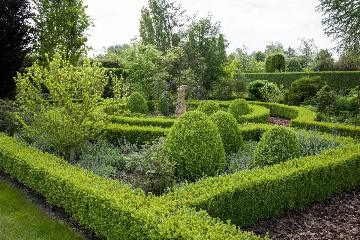 Buxus sempervirens Hoher Buchsbaum