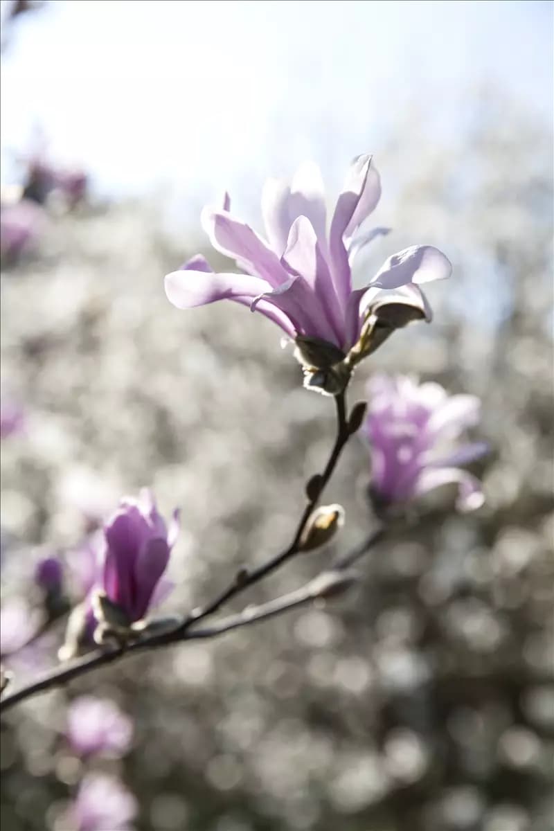Magnolia loebneri 'Leonard Messel' Rosa Sternmagnolie