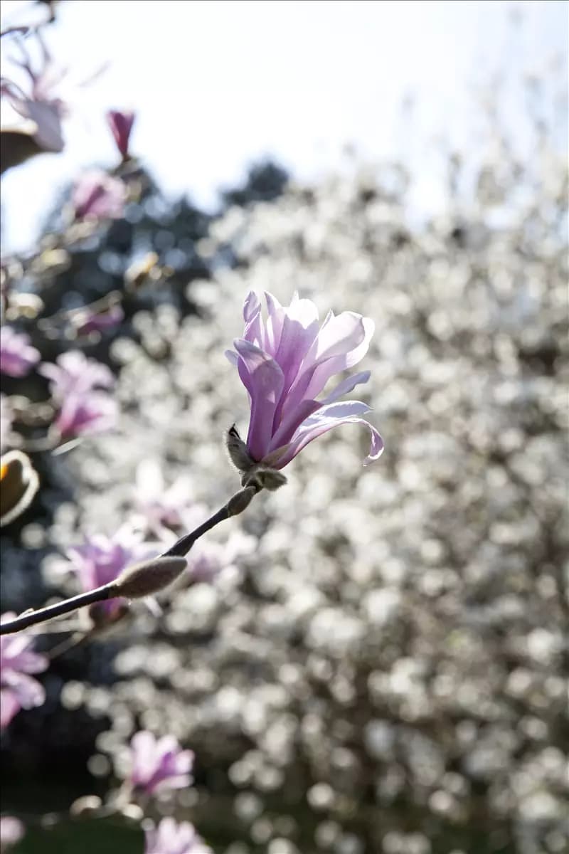 Magnolia 'Betty' Purpurmagnolie Betty