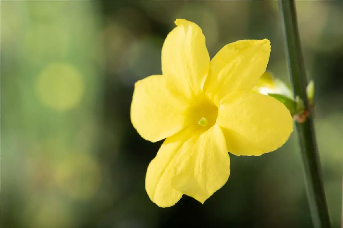 Jasminum nudiflorum Echter Winter-Jasmin