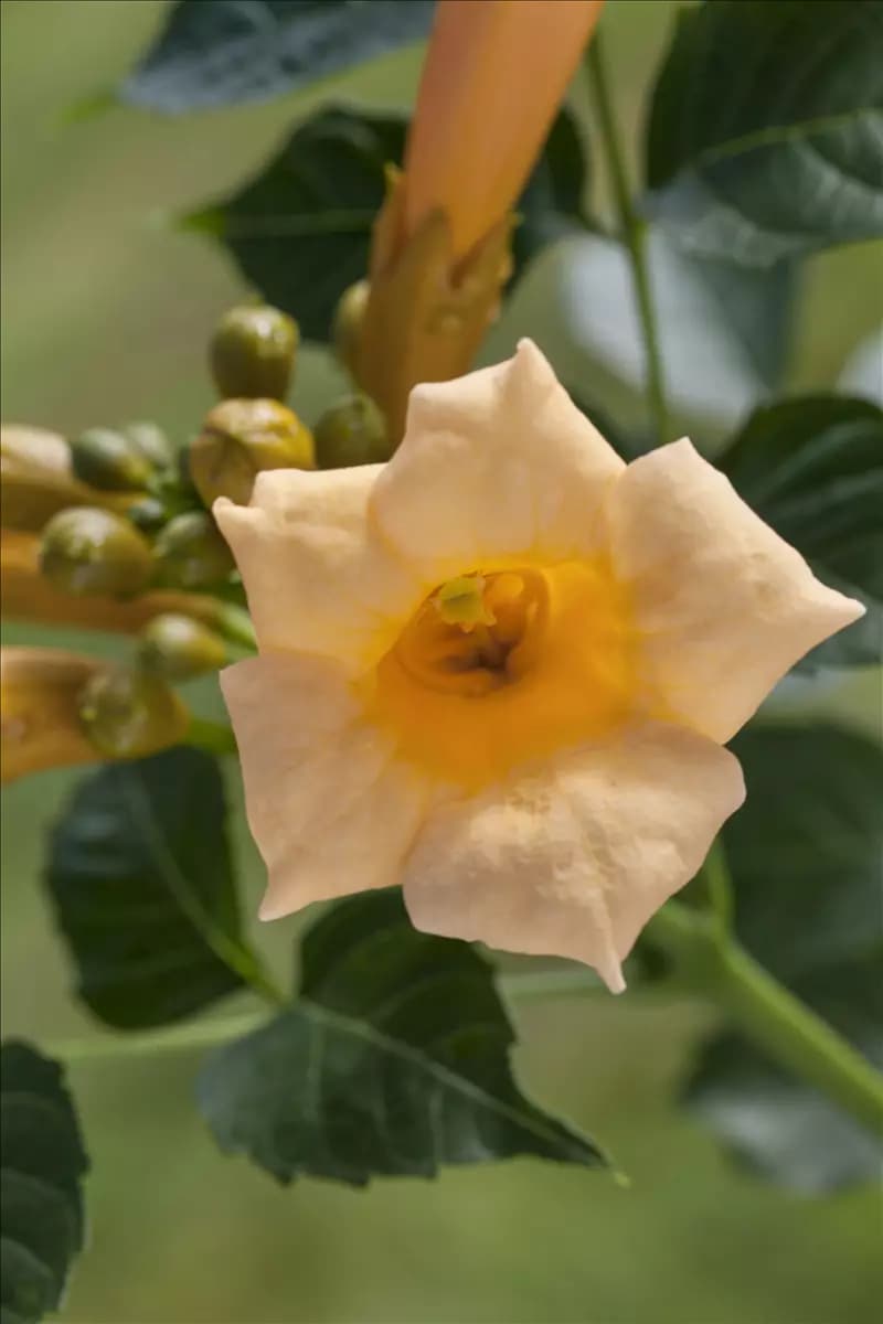 Campsis radicans 'Flava' Gelbe Trompetenblume