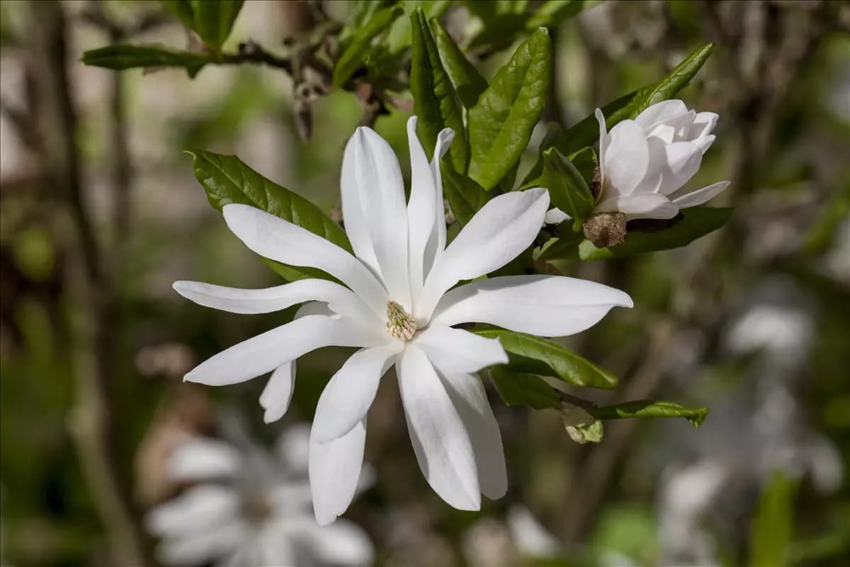 Magnolia stellata - Ziergehölze Sternmagnolie