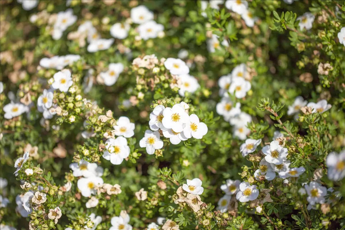 Potentilla 'Abbotswood' - Bodendecker Fingerstrauch 'Abbotswood'