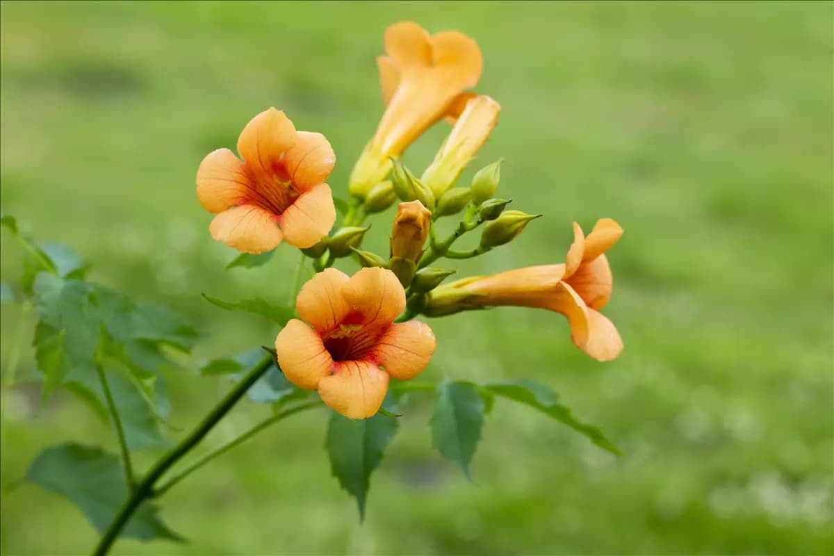Campsis tagliabuana 'Mme Galen' Große Kletter-Trompetenblume 'Mme Galen'