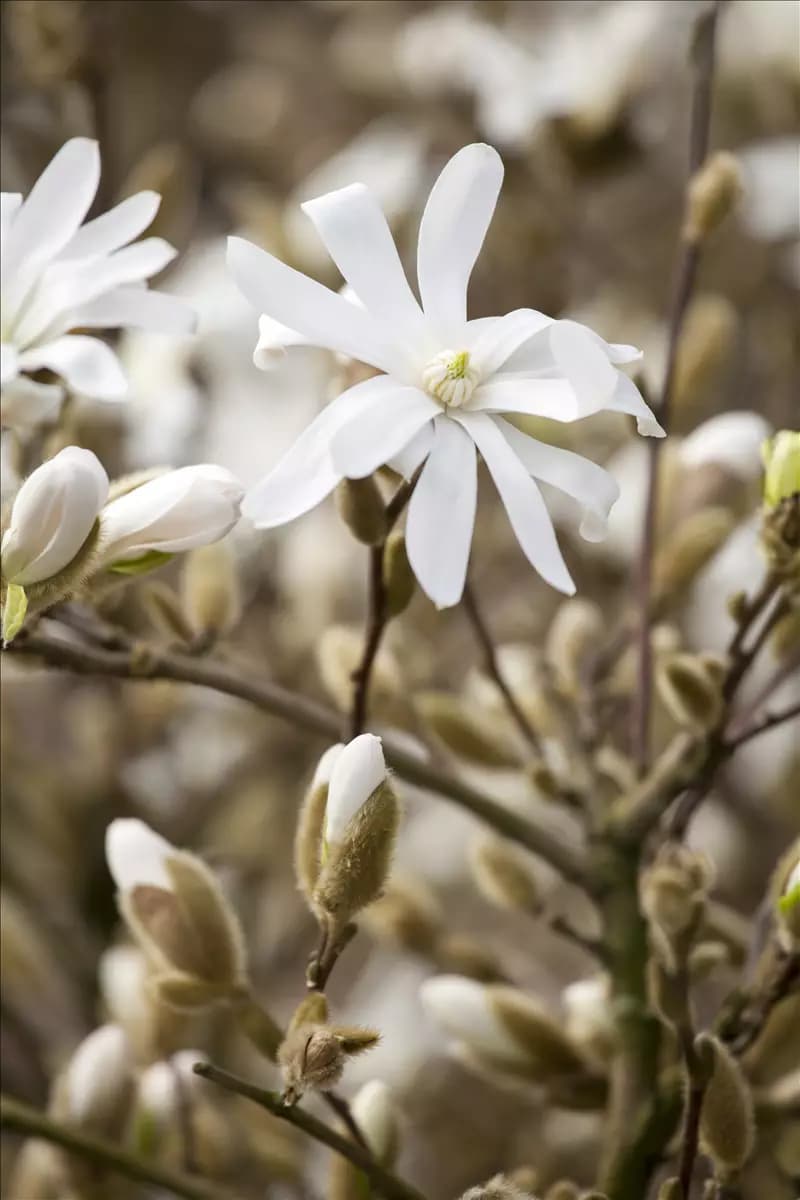 Magnolia stellata 'Royal Star' Sternmagnolie 'Royal Star'