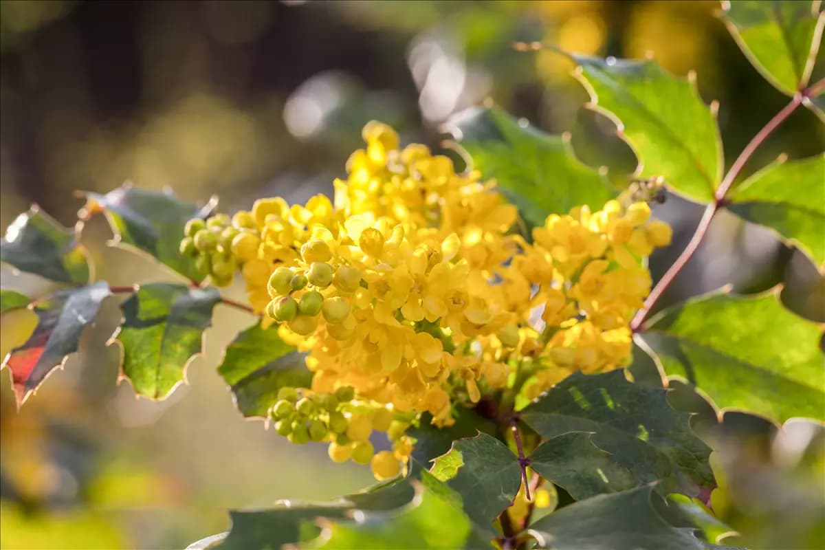 Mahonia aquifolium 'Apollo' Zwergmahonie 'Apollo'
