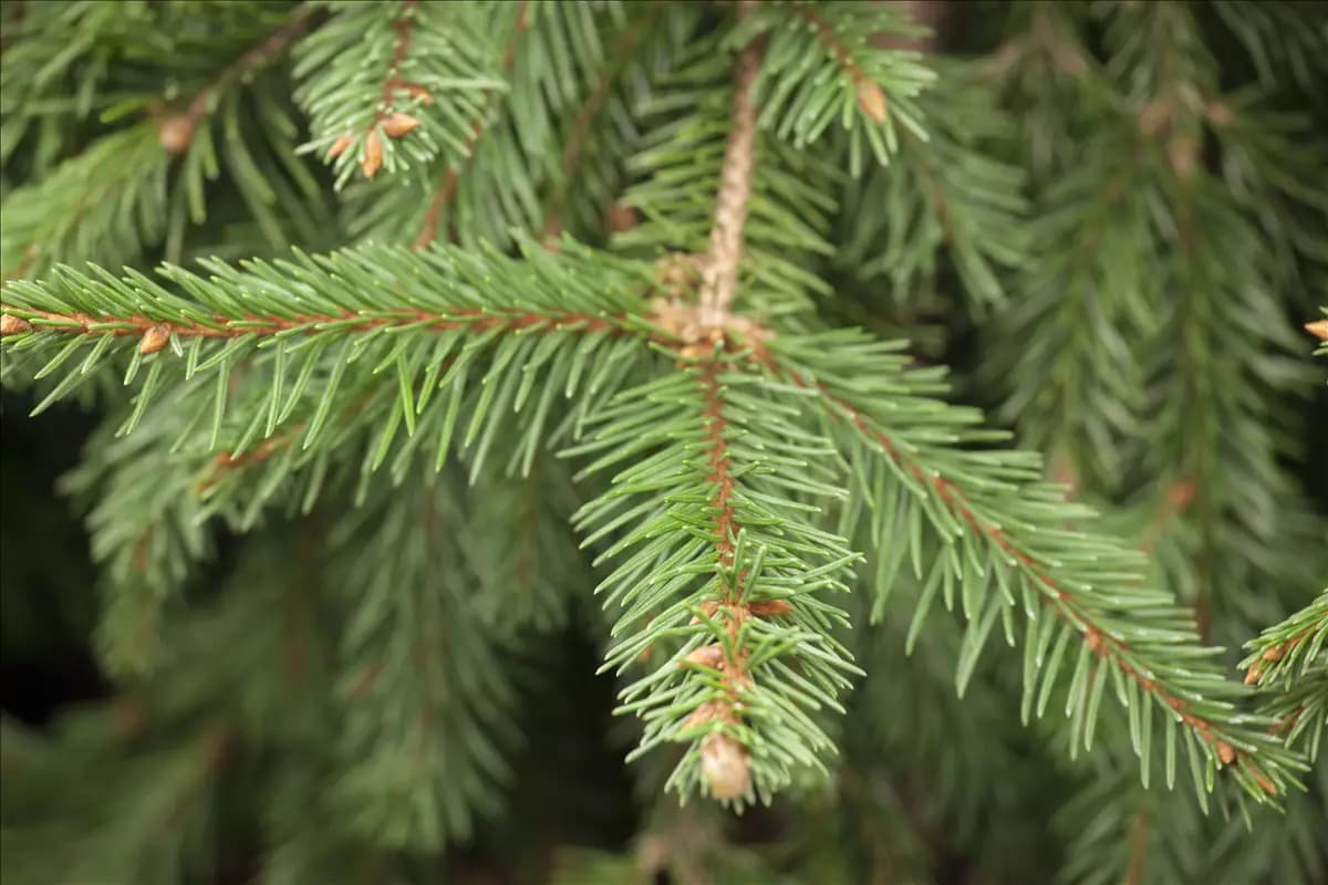 Picea abies 'Acrocona' Zapfenfichte